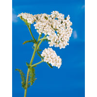 coada soricelului sursa shutterstock